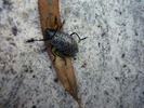 photo thumbnail #12