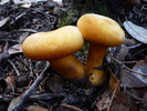 photo thumbnail #15