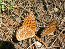 photo thumbnail #3