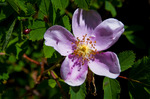 photo thumbnail #4