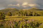 Featured Full Photo