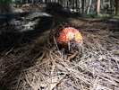 photo thumbnail #9
