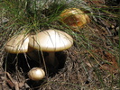 photo thumbnail #4