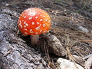 photo thumbnail #5