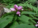 photo thumbnail #3