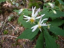 photo thumbnail #5