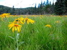 photo thumbnail #7