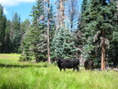 photo thumbnail #9