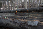 photo thumbnail #5
