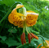 Featured Detail Photo