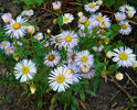 photo thumbnail #13