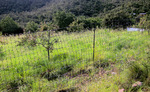 photo thumbnail #5