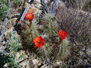 photo thumbnail #9