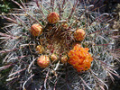 photo thumbnail #15