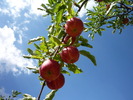 photo thumbnail #9
