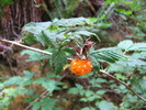 photo thumbnail #10
