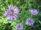 photo thumbnail #1