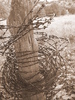 photo thumbnail #15