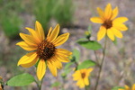 photo thumbnail #1