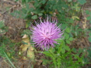 photo thumbnail #5