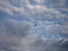 photo thumbnail #12