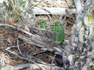 photo thumbnail #12