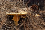photo thumbnail #11