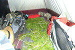 photo thumbnail #12