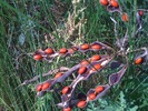 photo thumbnail #8