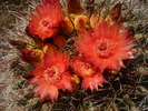 photo thumbnail #6