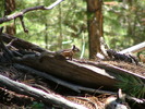 photo thumbnail #11