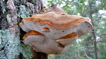 photo thumbnail #15