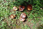 photo thumbnail #12