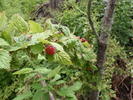 photo thumbnail #13