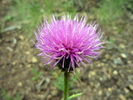 photo thumbnail #2