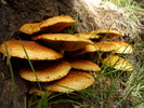 photo thumbnail #7