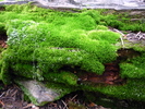 photo thumbnail #13