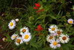 photo thumbnail #13
