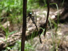 photo thumbnail #1