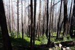 photo thumbnail #6