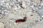 photo thumbnail #5