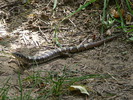 photo thumbnail #9