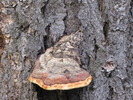 photo thumbnail #12
