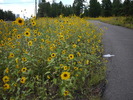 photo thumbnail #1