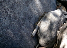 photo thumbnail #15