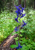 photo thumbnail #3