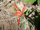 photo thumbnail #6