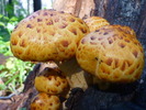 photo thumbnail #1