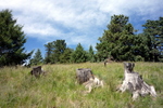 photo thumbnail #7