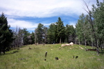 photo thumbnail #10